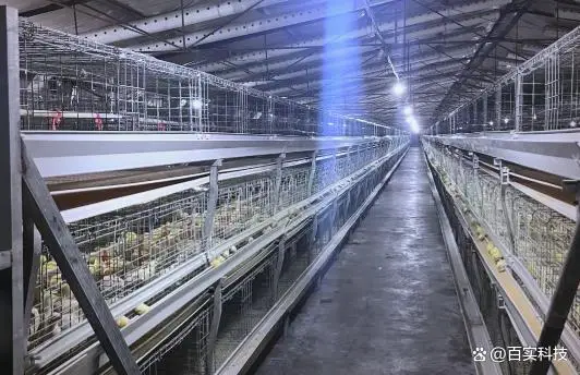 养鸡场弱电工程方案提升养殖场管理效率